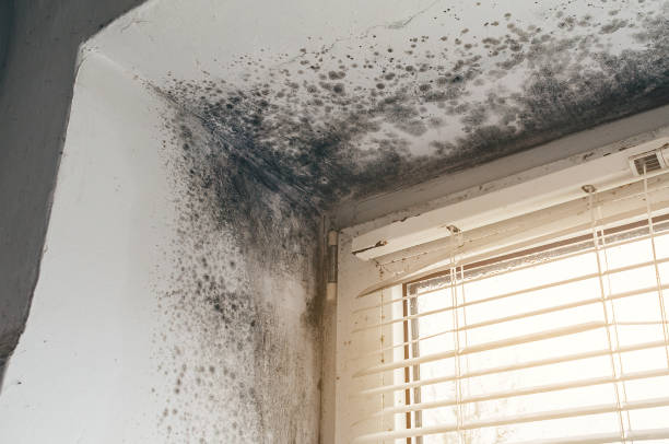 Affordable Mold Removal solutions in Lowell, MI